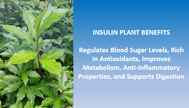 Insulin Plant: A Natural Cure for Diabetes