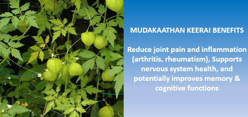 Multiple Medicinal Benefits of Mudakkathan Keerai for Elders