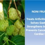 Noni Fruit – Natural Gift for Elders