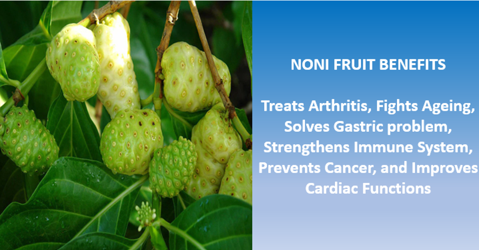 Noni Fruit – Natural Gift for Elders