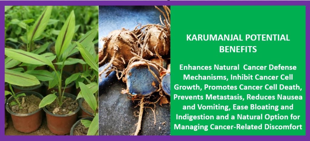 Karumanjal – Top Ranking Cancer Cure:  A Promising Natural Agent